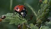 Ants attacking a ladybird