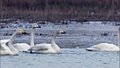 Swans