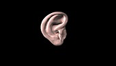 Sound path through the ear