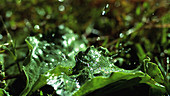 Rain falling on green plants