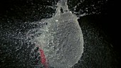 Red balloon bursting - water filled