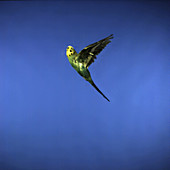 Budgie flying