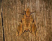 Madagascar Hawk Moth Sphingid moth