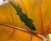 Day gecko on a leaf