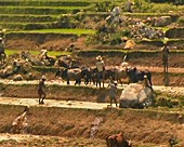 Workers ploughing rice paddies