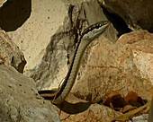 Madagascan Snake