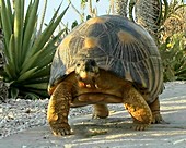 Radiated Tortoise - Geochelone radiata