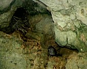 Bird nest in cave