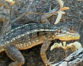 Madagascan lizard