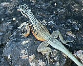 Madagascan Lizard