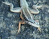 Madagascan Lizard