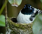 Flycatcher on nest, Perinet reserve