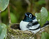 Flycatcher on nest, Perinet reserve