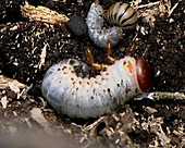 Large beetle larvae