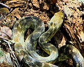 Madagascan Snake