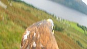 Golden eagle in flight