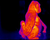 Gorilla mother and baby, thermogram