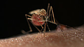 Malaria mosquito feeding