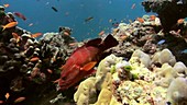 Coral reef fish