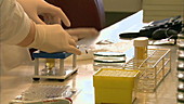 Pathologists working in the lab