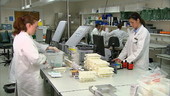 Pathologists at work in the lab