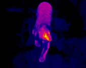 Bear, thermography