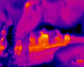 Camels, thermography