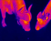 Buffalo grazing, thermography