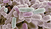 E coli bacteria, SEM