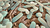 E coli bacteria, SEM