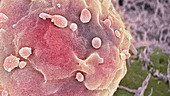 Embryonic stem cells, SEM
