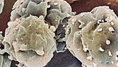 Embryonic stem cells, SEM