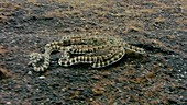 Mimic octopus mimicking flatfish