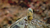 Zebra mantis shrimp