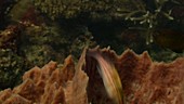 Pygmy hawkfish