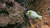 Blackspotted pufferfish