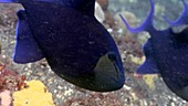 Redmouth triggerfish