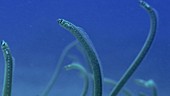 Garden eels