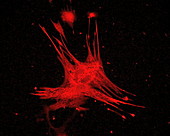 Heart cells, fluorescent microscopy