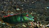 Razor wrasse