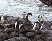 Adelie penguins