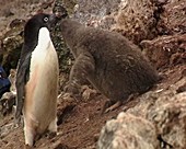 Adelie penguins