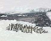 Group of juvenile penguins