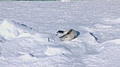 Crabeater seal on an iceberg