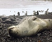 Leopard seal on shore