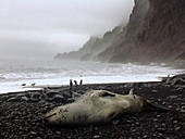 Leopard seal on shore