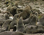 Fur seal breeding beach