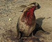 Injured male fur seal