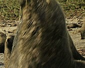 Male fur seals fighting