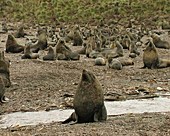 Fur seal colony